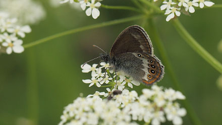 Herorandje, Coenonympha hero. Helgesjn, Hedmark, Norge d. 16 juni 2017. Fotograf; Lars Andersen