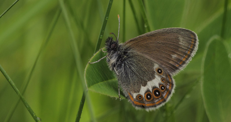 Herorandje, Coenonympha hero. Helgesjn, Hedmark, Norge d. 16 juni 2017. Fotograf; Lars Andersen