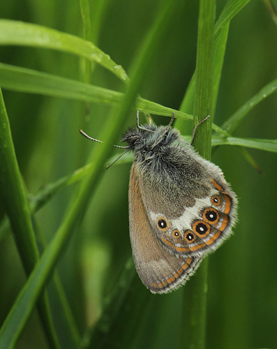 Herorandje, Coenonympha hero. Helgesjn, Hedmark, Norge d. 16 juni 2017. Fotograf; Lars Andersen