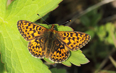 Rdflekket Perlemorvinge, Boloria euphrosyne. Jordet, Trysil, Hedmark, Norge d. 17 juni 2017. Fotograf; Lars Andersen