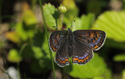 Bl Ildfugl, Lycaena helle hun. Jordet, Trysil, Hedmark, Norge d. 17 Juni 2017. Fotograf; Lars Andersen