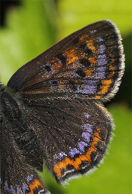 Bl Ildfugl, Lycaena helle hun. Jordet, Trysil, Hedmark, Norge d. 17 Juni 2017. Fotograf; Lars Andersen