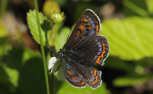 Bl Ildfugl, Lycaena helle hun. Jordet, Trysil, Hedmark, Norge d. 17 Juni 2017. Fotograf; Lars Andersen