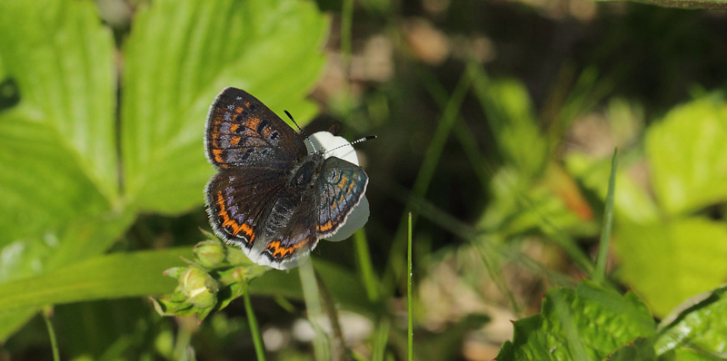 Bl Ildfugl, Lycaena helle hun. Jordet, Trysil, Hedmark, Norge d. 17 Juni 2017. Fotograf; Lars Andersen