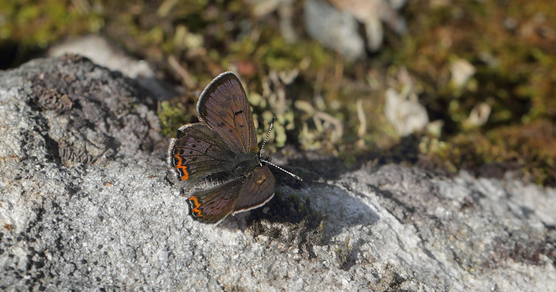 Bl Ildfugl, Lycaena helle han. Jordet, Trysil, Hedmark, Norge d. 17 Juni 2017. Fotograf; Lars Andersen