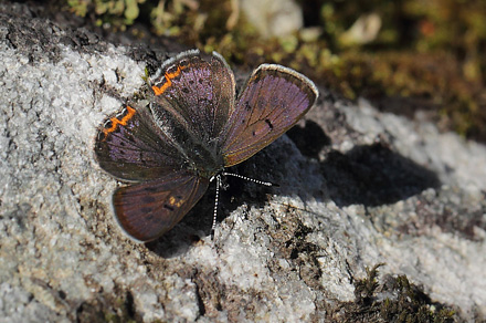 Blå Ildfugl, Lycaena helle han. Jordet, Trysil, Hedmark, Norge d. 17 Juni 2017. Fotograf; Lars Andersen