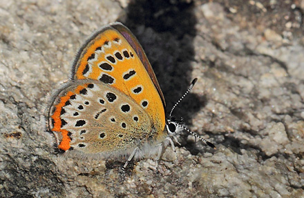 Blå Ildfugl, Lycaena helle han. Jordet, Trysil, Hedmark, Norge d. 17 Juni 2017. Fotograf; Lars Andersen