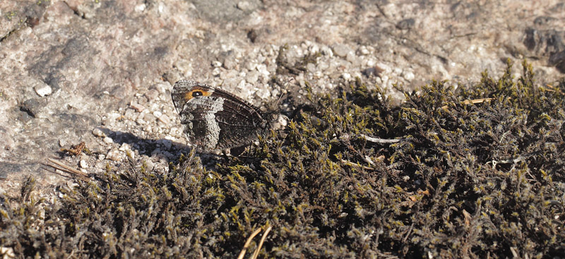Klipperandøje, Hipparchia alcyone. Telemarken, Norge d. 15 juli 2017. Fotograf; Lars Andersen