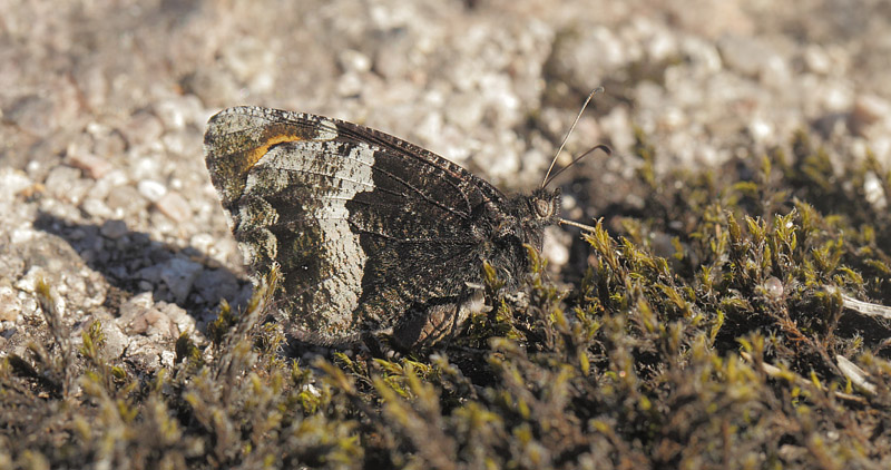 Klipperandje, Hipparchia alcyone. Telemarken, Norge d. 15 juli 2017. Fotograf; Lars Andersen