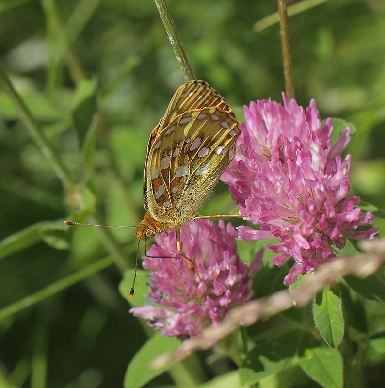 Markperlemorsommerfugl, Argynnis aglaja han. Dalen, Aust-Augder, Norge d. 15 juli 2017. Fotograf; Lars Andersen