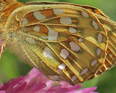 Markperlemorsommerfugl, Argynnis aglaja han. Dalen, Aust-Augder, Norge d. 15 juli 2017. Fotograf; Lars Andersen