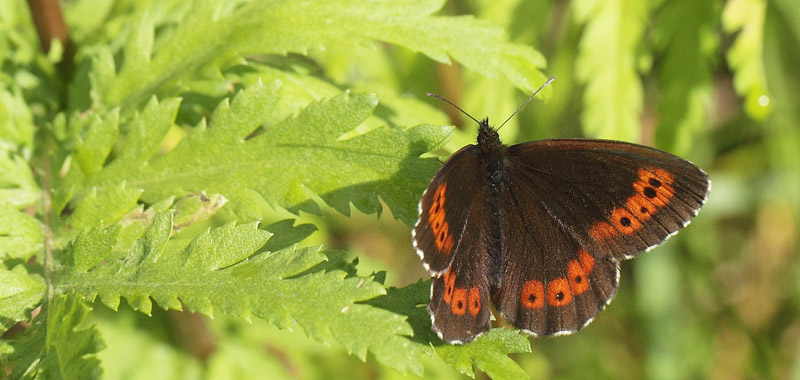 Skovbjergrandje, Erebia ligea han. Harpafoss, Guldbrandsdalen, Norge d. 18 juli 2017. Fotograf; Lars Andersen