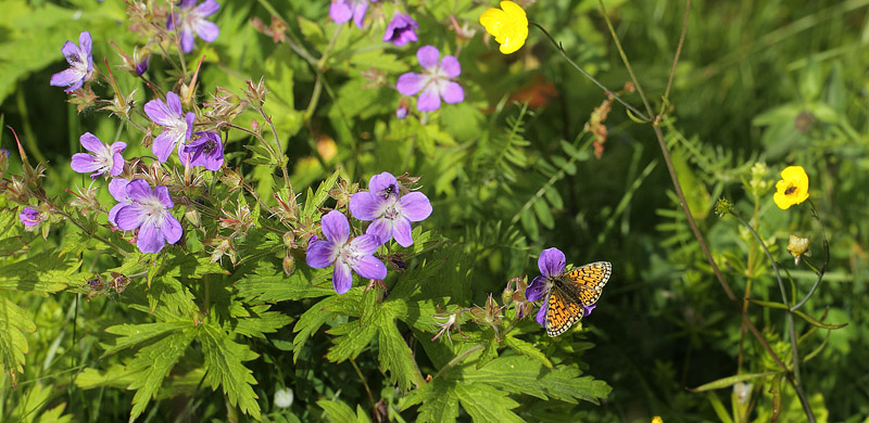 Brunflekket perlemorvinge, Boloria selene ssp. hela. Sollia, Hedmark, Norge d. 18 juli 2017. Fotograf; Lars Andersen