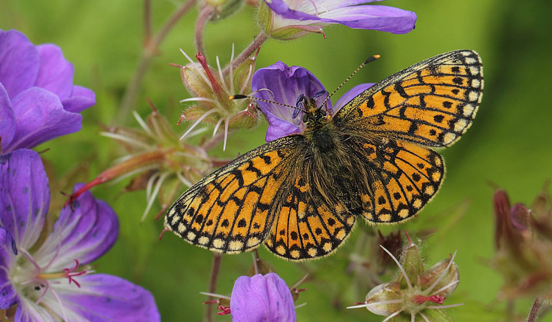 Brunflekket perlemorvinge, Boloria selene ssp. hela. Sollia, Hedmark, Norge d. 18 juli 2017. Fotograf; Lars Andersen