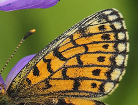 Brunflekket perlemorvinge, Boloria selene ssp. hela. Sollia, Hedmark, Norge d. 18 juli 2017. Fotograf; Lars Andersen