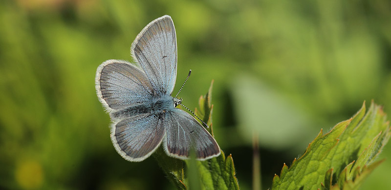 Turkos Blfugl, Aricia nicias han. Jordet, Trysil, Hedmark, Norge d. 18 Juli 2017. Fotograf; Lars Andersen