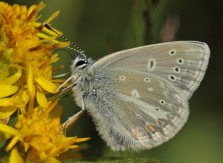 Turkos Blåfugl, Aricia nicias han. Jordet, Trysil, Hedmark, Norge d. 18 Juli 2017. Fotograf; Lars Andersen