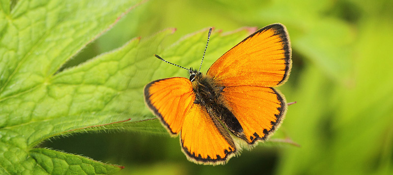 Dukatsommerfugl, Lycaena virgaureae han. Jordet, Hedmark, Norge d 18 juli 2017. Fotograf; Lars Andersen