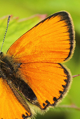 Dukatsommerfugl, Lycaena virgaureae han. Jordet, Hedmark, Norge d 18 juli 2017. Fotograf; Lars Andersen