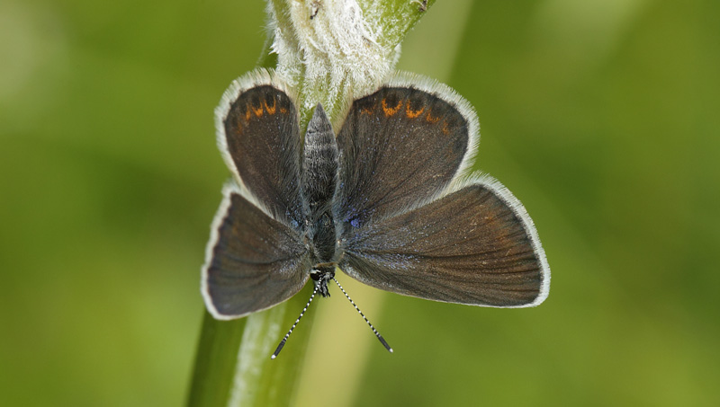 Idasblåvinge, Plebejus idas ssp. lapponicus hun. Jordet, Hedmark, Norge d. 18 Juli 2017. Fotograf; Lars Andersen