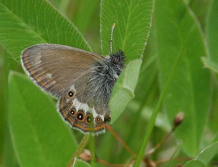 Herorandøje, Coenonympha hero. Helgesjøn, Hedmark, Norge d. 16 juni 2017. Fotograf; Erling Krabbe