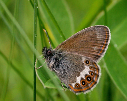 Herorandøje, Coenonympha hero. Helgesjøn, Hedmark, Norge d. 16 juni 2017. Fotograf; Erling Krabbe
