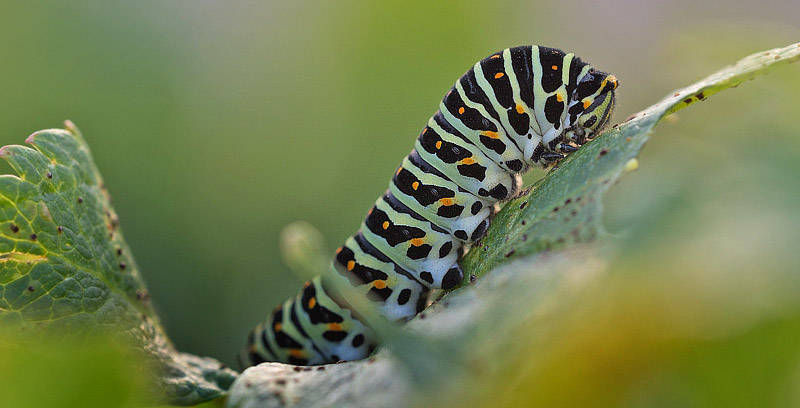 Svalehale, Papilio machaon larve p Strandkvan. Gjetya, stfold, Norge d. 15 september 2017. Fotograf; Arne Ileby Uleberg