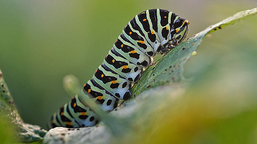 Svalehale, Papilio machaon larve på Strandkvan. Gjetøya, Østfold, Norge d. 15 september 2017. Fotograf; Arne Ileby Uleberg
