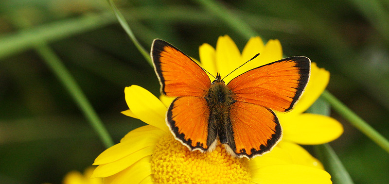 Dukatsommerfugl, Lycaena virgaureae han. Harpafoss, Oppland, Norge d 18 juli 2017. Fotograf; Erling Krabbe