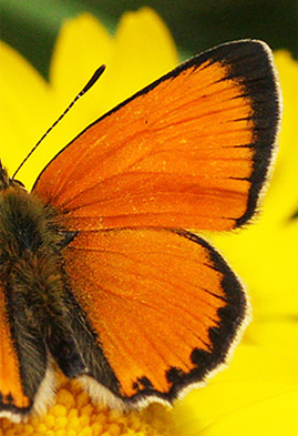 Dukatsommerfugl, Lycaena virgaureae han. Harpafoss, Oppland, Norge d 18 juli 2017. Fotograf; Erling Krabbe