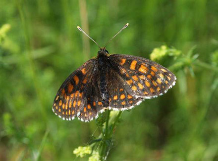 renprispletvinge, Melitaea britomartis. Smland, Sverige d. 24 juni 2017. Fotograf; Erling Krabbe