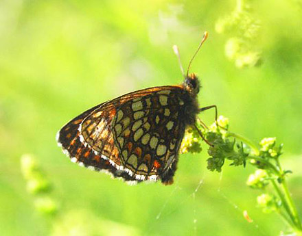 renprispletvinge, Melitaea britomartis. Smland, Sverige d. 24 juni 2017. Fotograf; Erling Krabbe