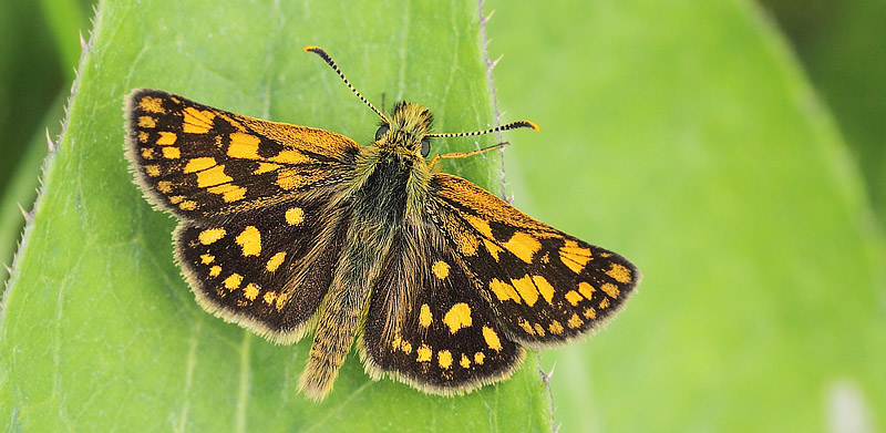 Gulplettet Bredpande, Carterocephalus palaemon. Bastuknappen, Vrmland, Sverige d. 17 juni 2017. Fotograf; Lars Andersen