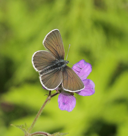 Chokoladebrun Blfugl, Eumedonia eumedon. Uggelheden, Vrmland, Sverige d. 17 juni 2017. Fotograf; Lars Andersen