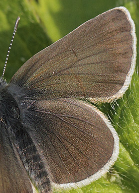 Brun Blåfugl, Eumedonia eumedon. Uggelheden, Värmland, Sverige d. 17 juni 2017. Fotograf; Lars Andersen