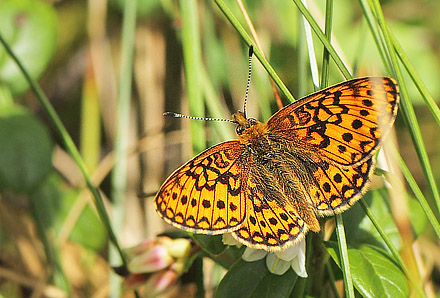 Sortringet Perlemorsommerfugl, Boloria eunomia. Fagersmossen, Blombacka,Vrmland, Sverige d. 18 juni 2017. Fotograf; Lars Andersen