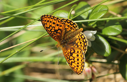 Sortringet Perlemorsommerfugl, Boloria eunomia. Fagersmossen, Blombacka,Vrmland, Sverige d. 18 juni 2017. Fotograf; Lars Andersen