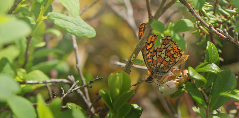 Sortringet Perlemorsommerfugl, Boloria eunomia. Fagersmossen, Blombacka,Vrmland, Sverige d. 17 juni 2017. Fotograf; Lars Andersen