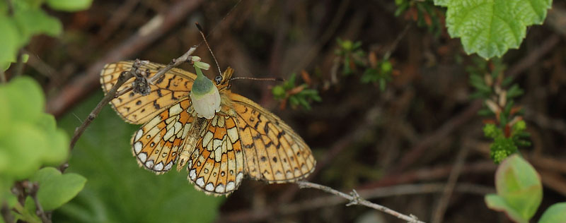 Sortringet Perlemorsommerfugl, Boloria eunomia. Fagersmossen, Blombacka,Vrmland, Sverige d. 18 juni 2017. Fotograf; Lars Andersen