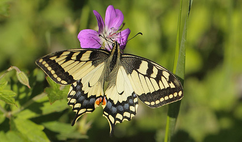 Svalehale, Papilio machaon. Timanshytten, rebro Ln, Sverige d. 18 juni 2017. Fotograf; Lars Andersen