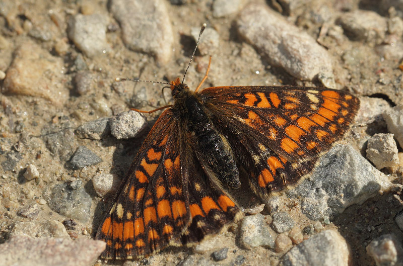 Askepletvinge, Euphydryas maturna. Spngabcken, Lindesberg, rebro Ln, Sverige d. 18 juni 2017. Fotograf; Lars Andersen