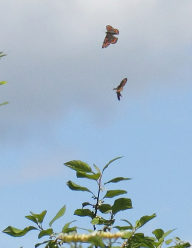 Askepletvinge, Euphydryas maturna. Spngabcken, Lindesberg, rebro Ln, Sverige d. 18 juni 2017. Fotograf; Lars Andersen