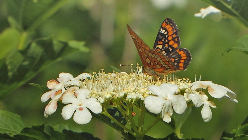 Askepletvinge, Euphydryas maturna. Spngabcken, Lindesberg, rebro Ln, Sverige d. 18 juni 2017. Fotograf; Lars Andersen