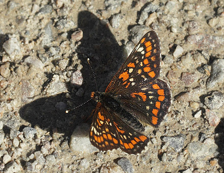 Askepletvinge, Euphydryas maturna. Spngabcken, Lindesberg, rebro Ln, Sverige d. 18 juni 2017. Fotograf; Lars Andersen