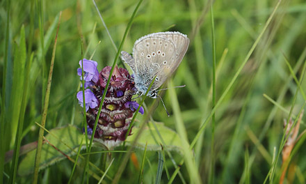 Ensianblfugl, Maculinea alcon han. Hunnerdsmossen, Skne, Sverige d. 8 juli - 2017. Fotograf; Lars Andersen