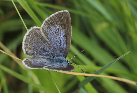 Ensianblfugl, Maculinea alcon hun. Hunnerdsmossen, Skne, Sverige d. 8 juli - 2017. Fotograf; Lars Andersen