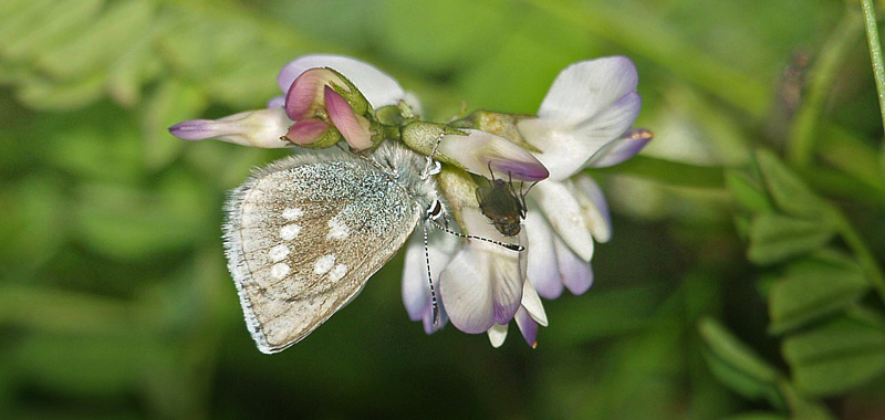 Fjeldblåfugl, Agriades orbitulus. Ramundberget, Härjedalen, Jämtland, Sverige d. 6 juli 2017. Fotograf; Emil Bjerregård