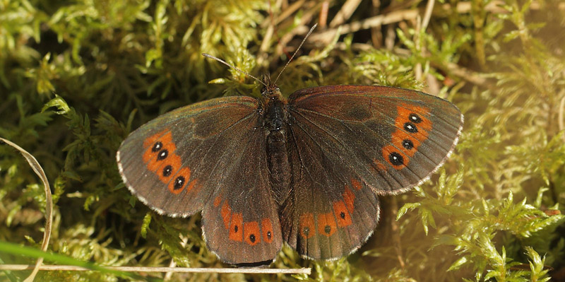 Skovbjergrandje, Erebia ligea hun. stra Sand, hus, Skne, Sverige d. 8 august 2017. Fotograf; Lars Andersen