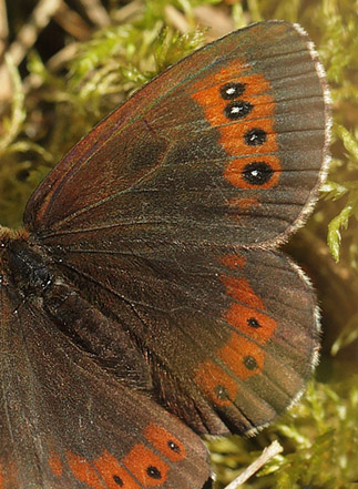 Skovbjergrandje, Erebia ligea hun. stra Sand, hus, Skne, Sverige d. 8 august 2017. Fotograf; Lars Andersen