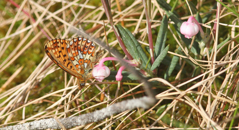 Prydlig Prlemorfjril, Boloria euphrosyne. Uggelheden, Vrmland, Sverige d. 17 juni 2017. Fotograf; Erling Krabbe